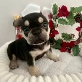 フレンチブルドッグ【愛知県・女の子・2025年10月6日・ブラック&タン】の写真2