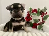 フレンチブルドッグ【愛知県・女の子・2025年10月6日・ブラック&タン】の写真8