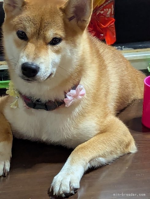 御沓寛司ブリーダーのブログ:姫桜ちゃん1歳に🎉