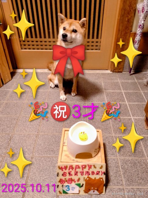 御沓寛司ブリーダーのブログ：葵ちゃん3歳に🎂