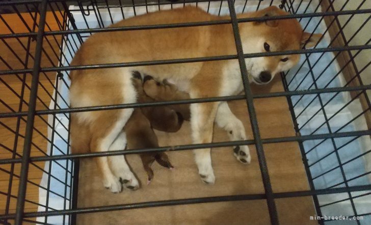 御沓寛司ブリーダーのブログ：陽向が出産しました～🙆