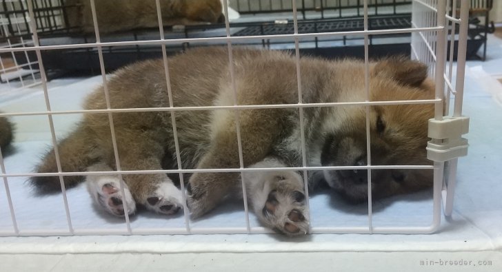 御沓寛司ブリーダーのブログ:栗之介くん🐕️