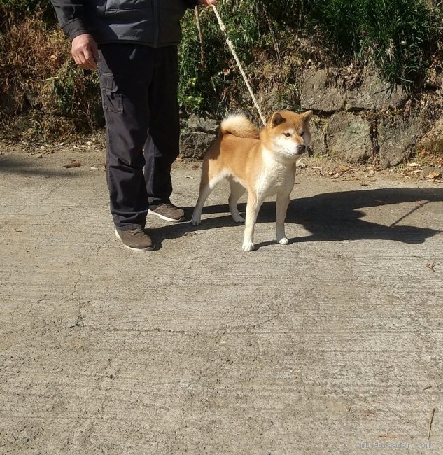 凛々しい顔のイケメンくんです。