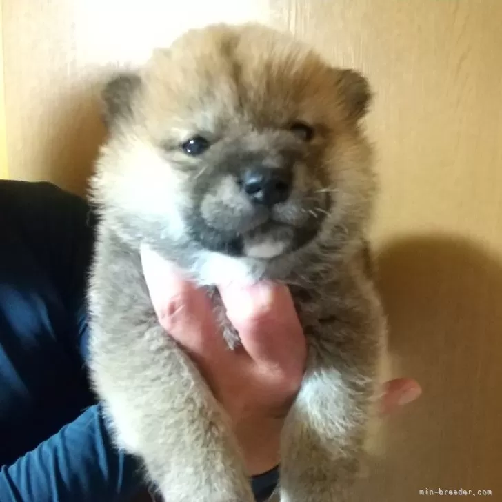 andon 様のお迎えした子犬