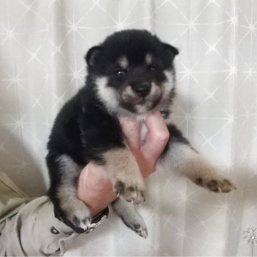 柴犬(標準サイズ)【大分県・男の子・2025年9月25日・黒】の写真「少し小ぶりな甘えたさん😍」