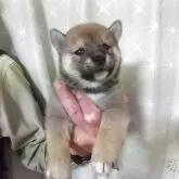 柴犬(標準サイズ)