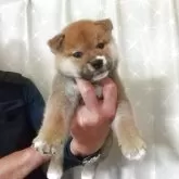 柴犬(標準サイズ)
