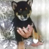 柴犬(標準サイズ)