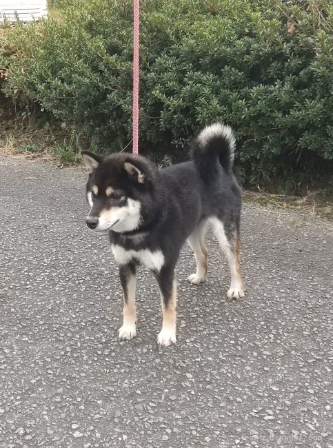 柴犬(標準サイズ)【・女の子・2022年10月15日・黒】「メスらしい顔つきに整った配色が美しい黒柴です♪」