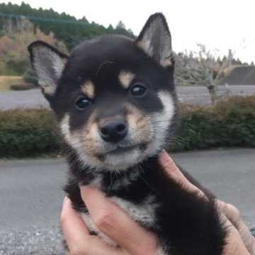 柴犬(標準サイズ)【大分県・男の子・2023年9月23日・黒】の写真「配色良好！ちびっこちゃんでも元気いっぱいな男の子♪」