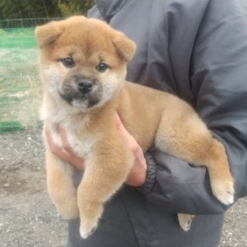 柴犬(標準サイズ)【大分県・男の子・2023年1月18日・赤】の写真「まんまるな顔とくりくりの目が可愛い男の子♪」