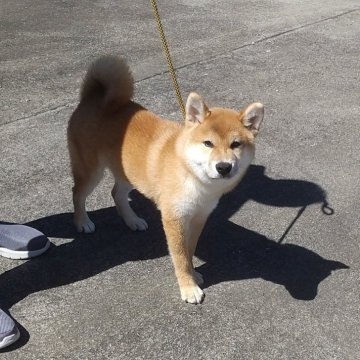 柴犬(標準サイズ)【大分県・男の子・2024年1月26日・赤】の写真「人懐こい男の子です😍」