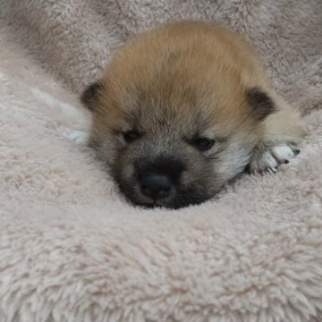 柴犬(標準サイズ)【大分県・男の子・2023年9月20日・赤】の写真「甘えたさんで人懐こくて可愛い男の子です♪」