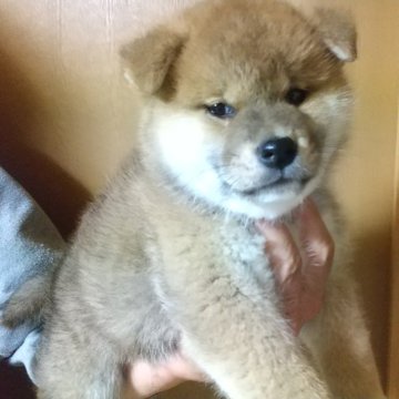柴犬(標準サイズ)【大分県・男の子・2024年3月17日・赤】の写真「凛々しい男の子になりそうです🐕️」