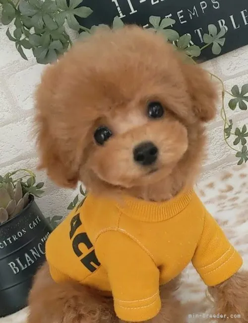 はらけん 様のお迎えした子犬