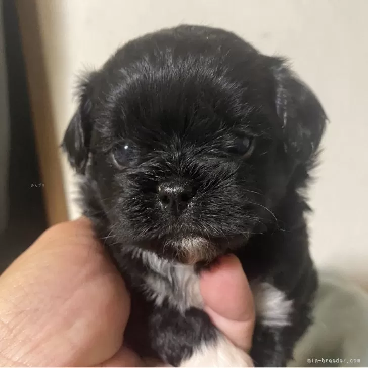 ID：2502-00021の子犬