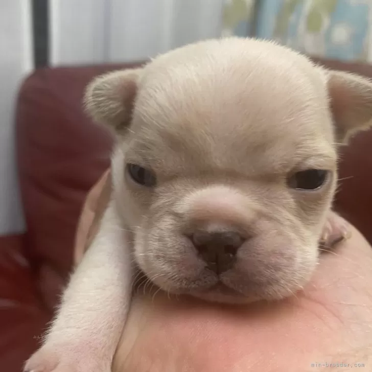 ID：2501-02686の子犬