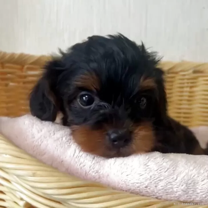 ID：2509-05247の子犬