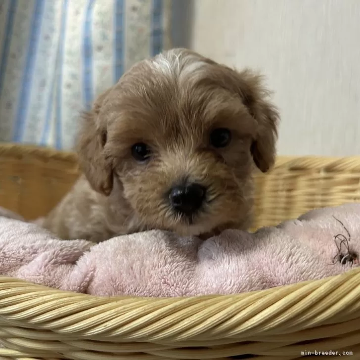 ゆみえみ 様のお迎えした子犬