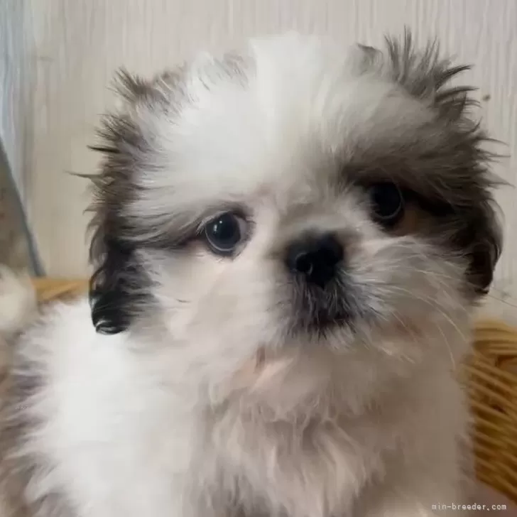 みほ 様のお迎えした子犬