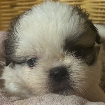 ミックス(ペキニーズ×シーズー)【岡山県・男の子・2025年9月26日・ブラウン&ホワイト】の写真「激かわミックス！見てるだけで癒される！」