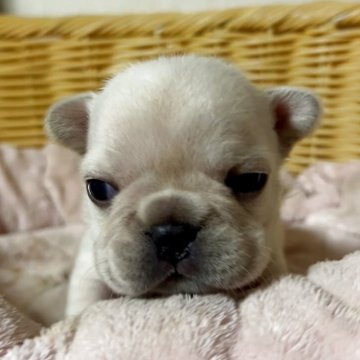 フレンチブルドッグ【岡山県・男の子・2025年12月10日・クリーム】の写真「【生まれました！】鼻ぺちゃ界のスーパースター！」