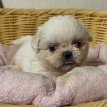 ミックス(ペキニーズ×シーズー)【岡山県・女の子・2025年9月26日・ホワイト】の写真「激かわミックス！ふわふわで気持ちいいです！」
