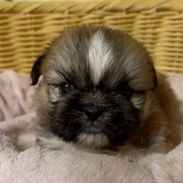 ミックス(ペキニーズ×シーズー)【岡山県・女の子・2025年9月26日・ホワイト&ブラウン】の写真「激かわミックス！おっとりな性格です！」