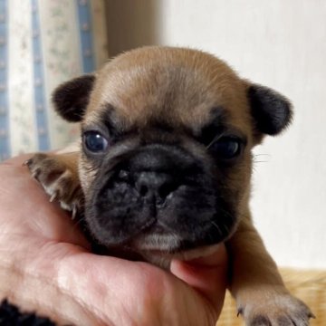 フレンチブルドッグ【岡山県・女の子・2025年12月10日・フォーン】の写真「【生まれました！】鼻ぺちゃ界のスーパースター！」