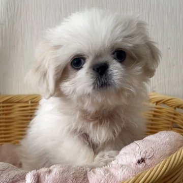 ミックス(ペキニーズ×シーズー)【岡山県・女の子・2025年9月26日・ホワイト】の写真「激かわミックス！おっとりな性格です！」