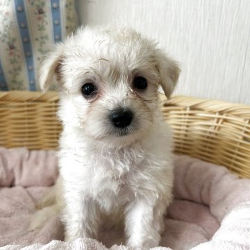 ミックス(パグ×マルプー)【岡山県・女の子・2025年4月29日・クリーム】の写真「くりくり目×ふわふわ毛に胸キュン！」