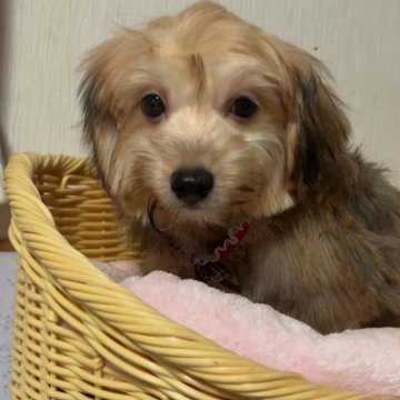 ミックス(マルチーズ×ヨークシャーテリア)【岡山県・男の子・2025年6月17日・ブラウンタン】の写真「【マルチーズ×ヨークシャ】毎日が笑顔に！幸せ配達！」