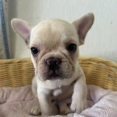 フレンチブルドッグ