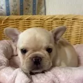 フレンチブルドッグ
