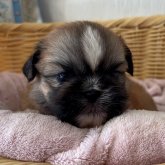 ミックス(ペキニーズ×シーズー)