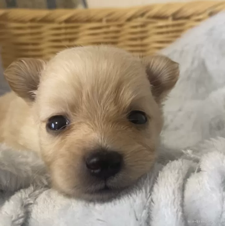 ID:2408-03820の子犬