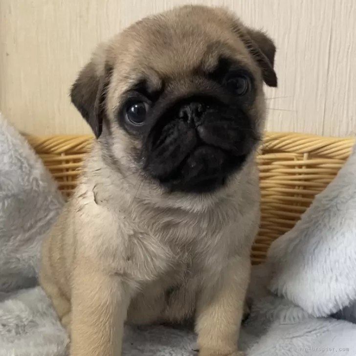 ID：2405-04685の子犬