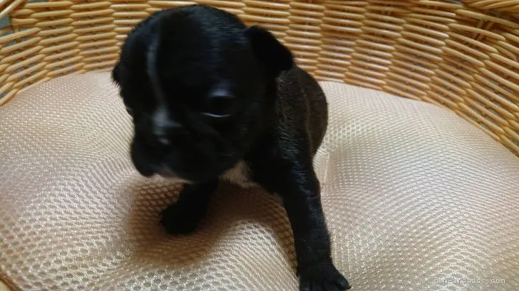 ID:2110-04077の子犬