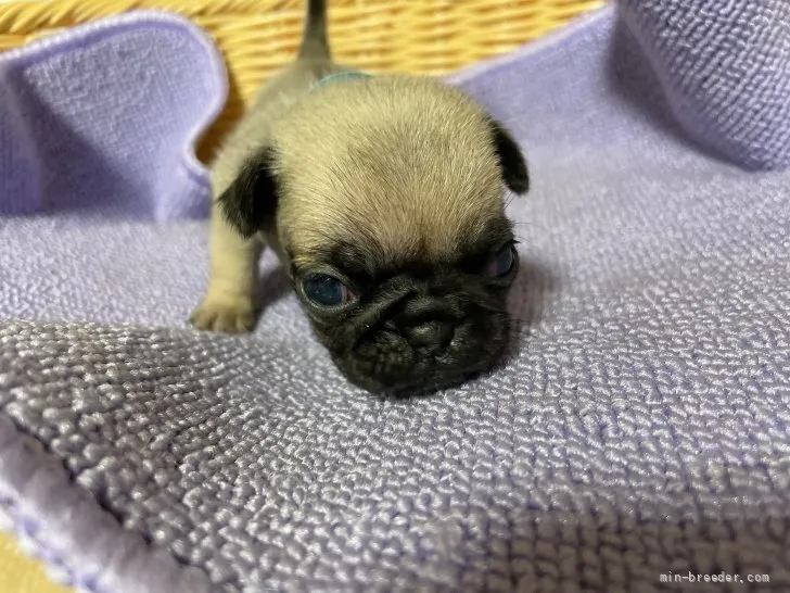 ID：2112-04260の子犬