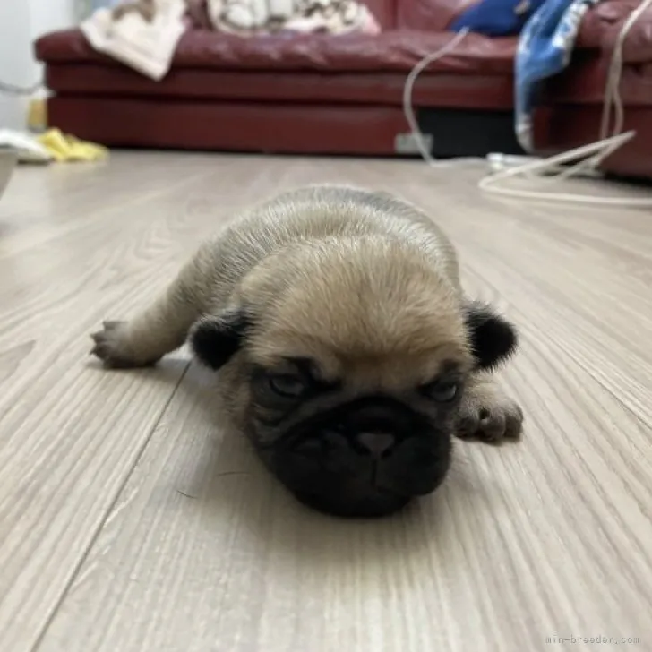 ID:2308-01878の子犬