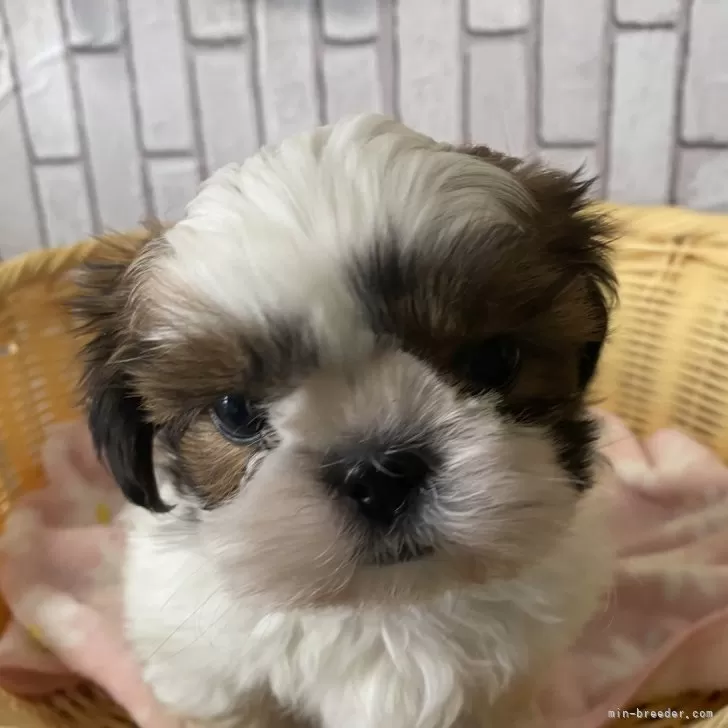 ID:2312-01882の子犬