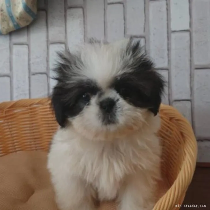 E.H 様のお迎えした子犬
