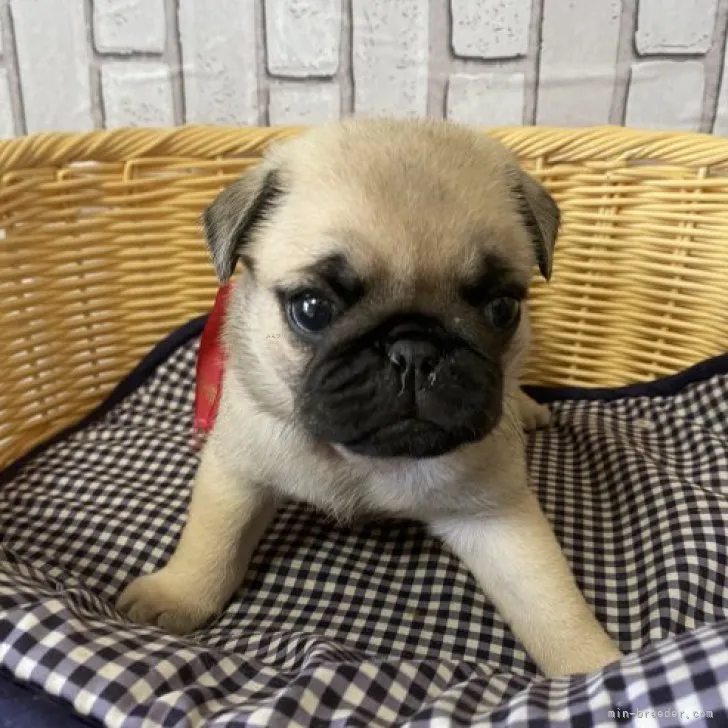 ID：2308-02656の子犬