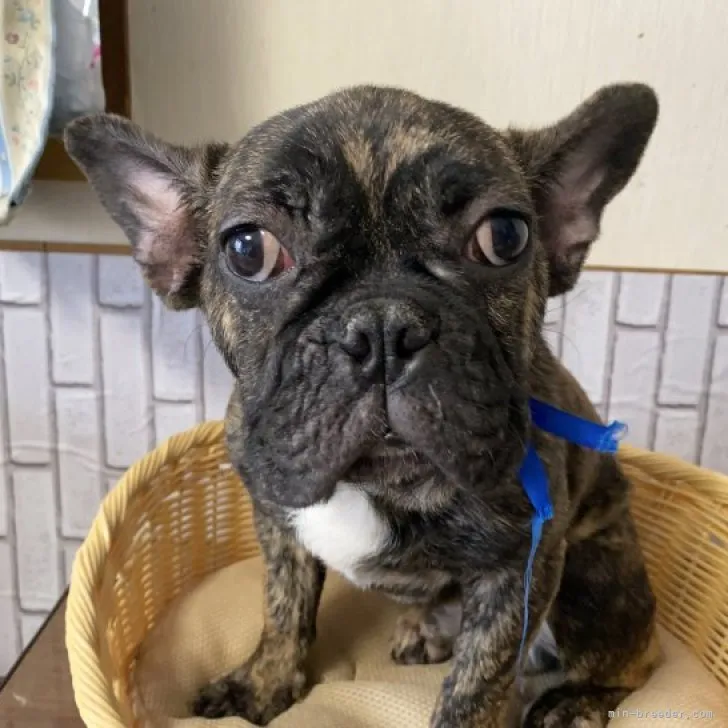 H.N 様のお迎えした子犬