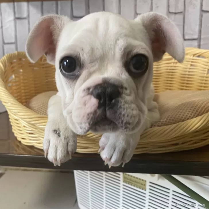 ID：2311-05625の子犬