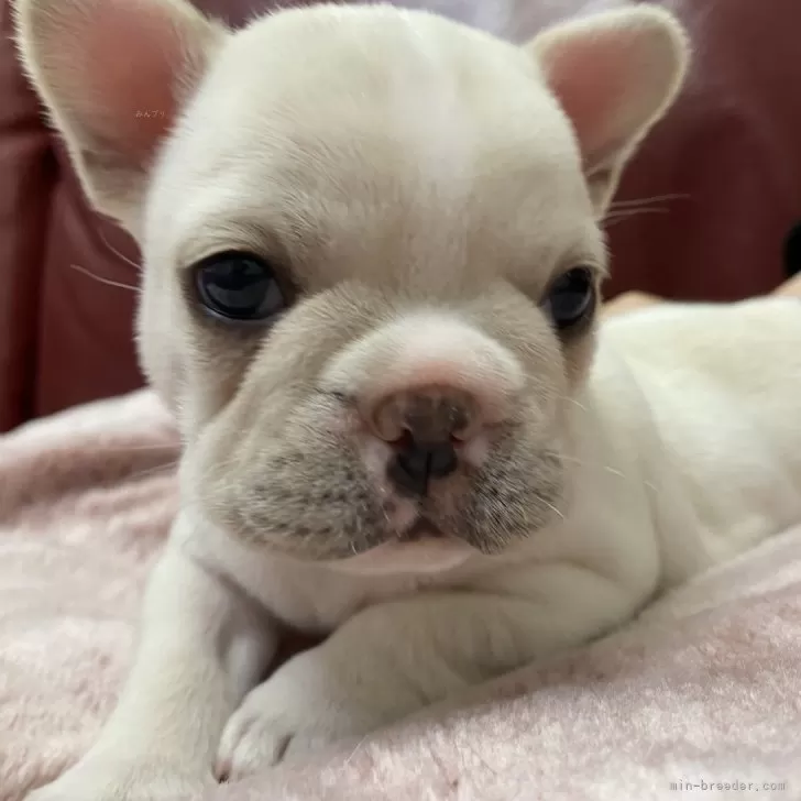 ID:2402-02534の子犬