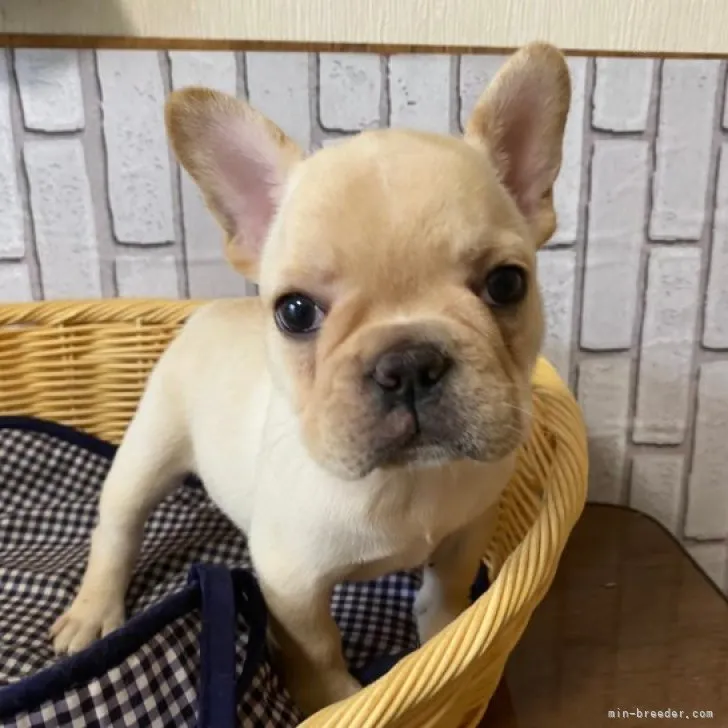 ID：2308-01897の子犬