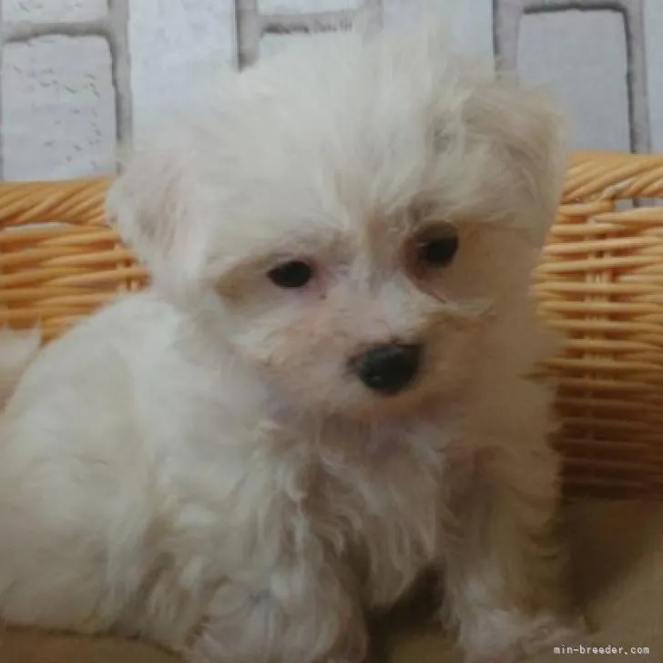 ID：2209-00370の子犬