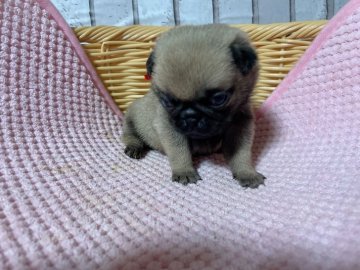パグ【岡山県・女の子・2021年12月9日・フォーン】の写真「かわいいパグの赤ちゃんです」