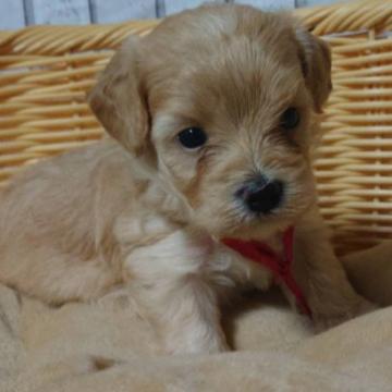 ミックス【プードル×マルチーズ】【岡山県・女の子・2022年8月16日・アプリコット】の写真「プードル×マルチーズわんぱく赤ちゃん！」